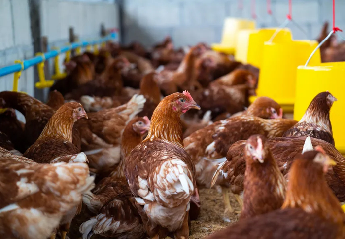 China proíbe a importação de aves e produtos relacionados de Moçambique para evitar a propagação da gripe aviária 