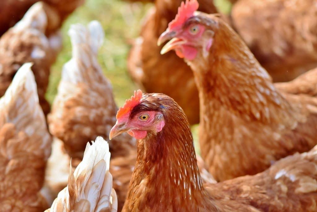 Gripe aviária causa subida de preços